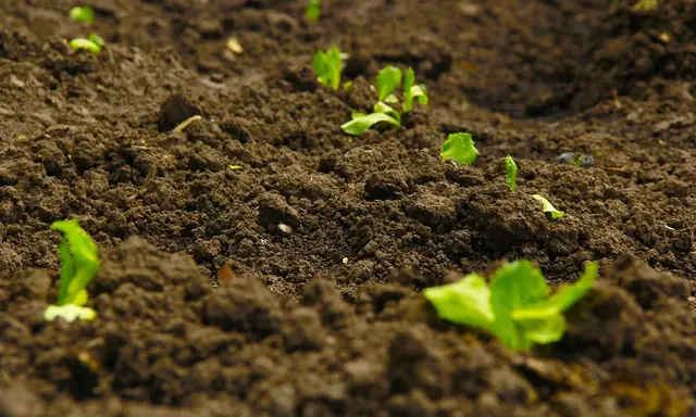 Soil Test